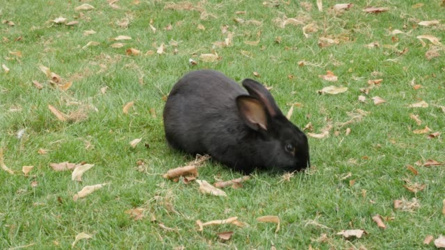 Black-rabbit-eating-grass-in-the-field-4K-3840X2160-UltraHD-footage---Hare-relaxing-outdoor-in-the-garden-4K-2160p-UHD-video