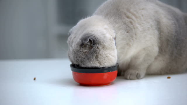 Plump-scottish-fold-enjoying-food-from-bowl,-overweight-in-adult-domestic-cats