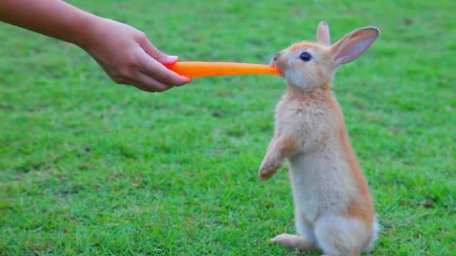 Cute-young-little-bunny-is-hand-feeding-carrot-while-standing-on-the-meadow-grass-field