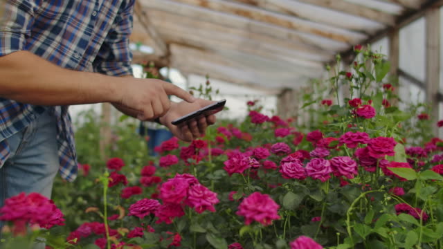 de-cerca-la-mano-de-un-jardinero-macho-toca-las-flores-y-hace-datos-para-el-estudio-de-la-cosecha-de-rosas.-Estudio-y-análisis-del-crecimiento-de-las-flores