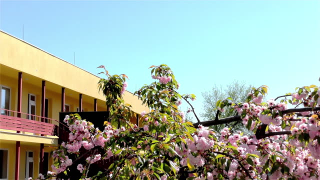 El-árbol-de-Pascua-en-el-jardín---Edificio-Público-Moderno-Kindergarten---Preescolar