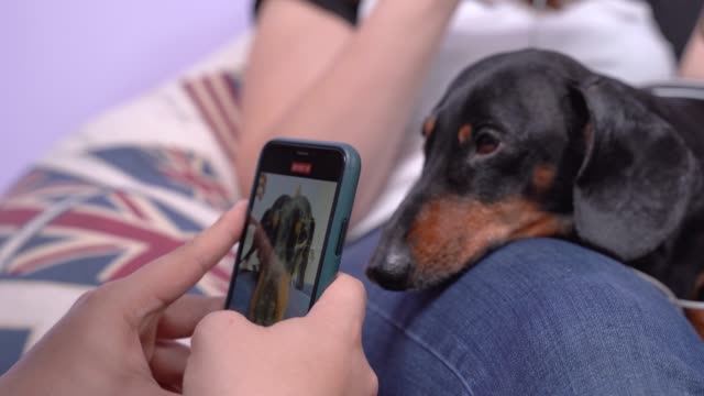 Mann-mit-Smartphone-nimmt-Video-oder-macht-Porträt-Foto-von-niedlichen-verschlafenen-Dackel-liegen-auf-Besitzer-Schoß,-aus-nächster-Nähe.-Hund-Superstar-posiert-vor-der-Kamera,-um-Inhalte-für-Haustier-Blog-zu-erstellen