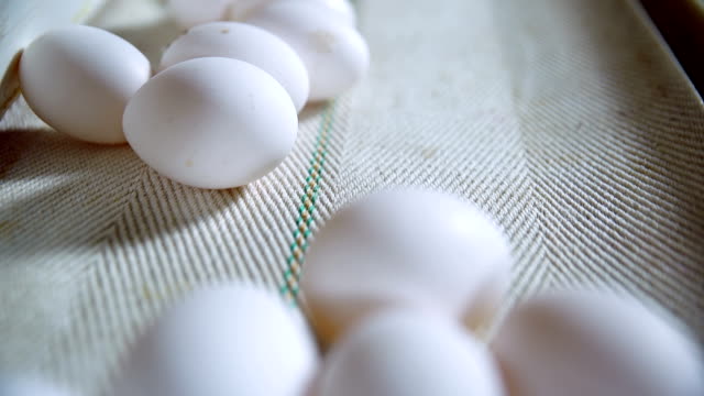 Eggs-moving-on-the-production-line.-Closeup