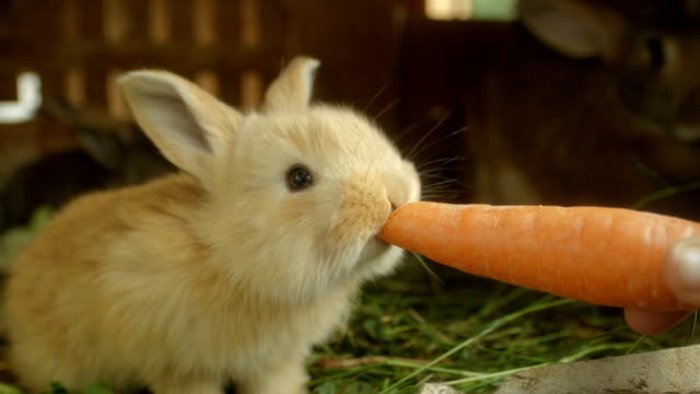 CLOSE-UP:-Adorable-flauschige-kleine-leichte-braune-Hase-essen-große-frische-Karotte