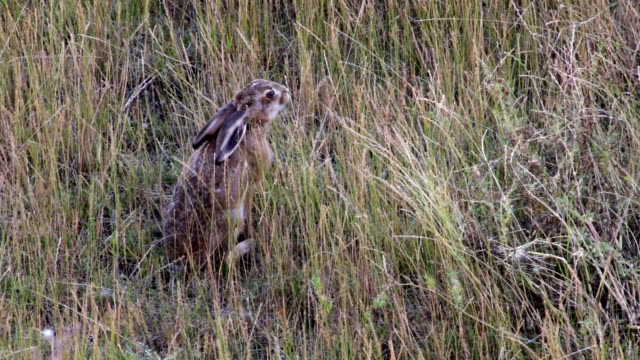 Wild-brown-hare-eating-grass-in-field