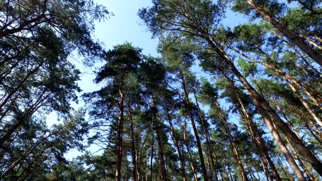 Bewegung-durch-Kiefernwald-Bäume