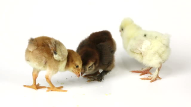 Kleine-süße-Hühnerküken-auf-weißem-Hintergrund