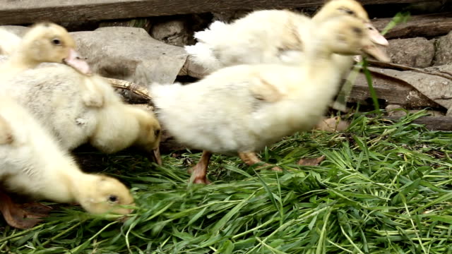 Little-ducks-eat-grass.