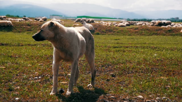 Dog-Shepherd-Grazing-Sheep-in-the-Field.-Slow-Motion