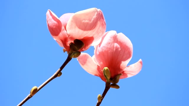 Pink-magnolia-flowers-blossoms