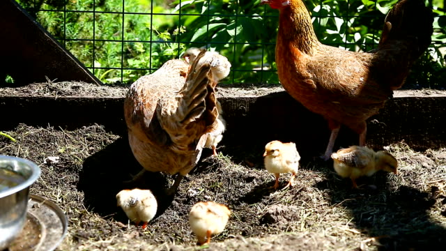 young-chicken-walking-with-her-little-chickens