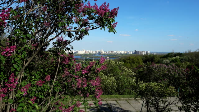 botanical-garden-in-Kiev.-Lilac-bushes