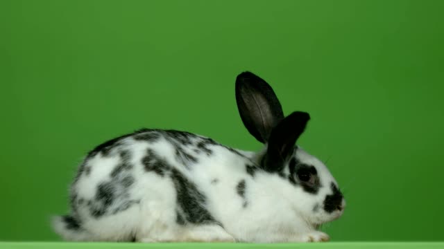 conejo-sentado-sobre-un-fondo-verde