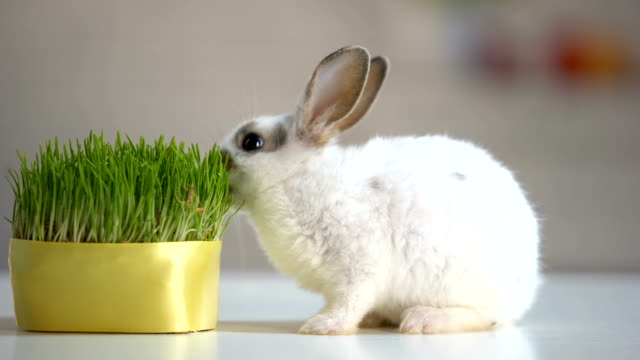 Hungry-pet-rabbit-eating-grass-plant,-nutrition-supplement,-wildlife-nature