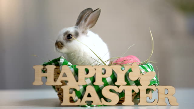 Letrero-de-madera-feliz-Pascua-con-lindo-conejito-en-cesta,-celebración-del-día-de-fiesta-del-resorte