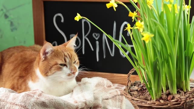 Ð¡ute-red-white-cat-resting-near-calligraphic-inscription-hand-lettering-letters-spring-on-black-chalkboard-standing-on-green-concrete-surface-with-yellow-blossom-narcissus-in-wicker-basket.