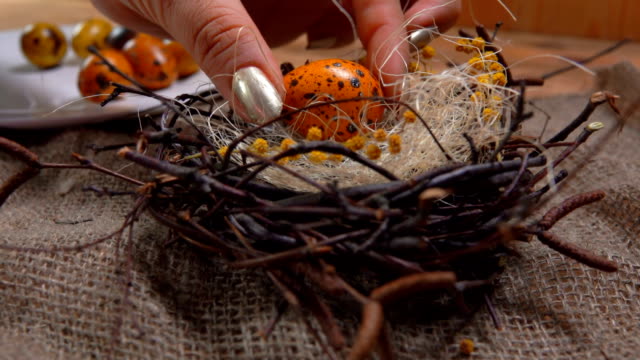 Yellow-colored-quail-eggs-are-laid-in-the-Easter-nest