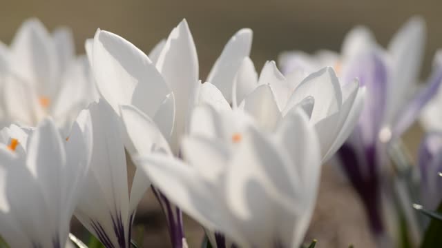 Beautiful-gentle-crocus-bushes-bloom-in-early-spring,-the-symbol-of-the-beginning-of-the-year,-the-concept-of-Easter