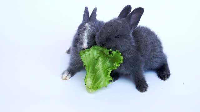 Encantadores-veinte-días-conejos-comiendo-verdura-sobre-fondo-blanco