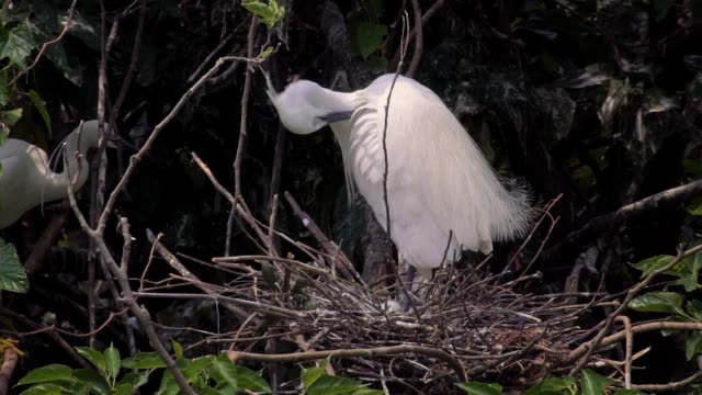 Slow-Motion-White-bird-Egretta-Garzetta-nesting-take-care-nest-with-blue-egg