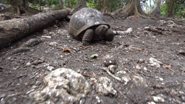 Alte-Landschildkröte-lebt-auf-der-Insel-5