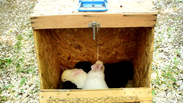 Conejos-blancos-y-negros-en-una-jaula-de-madera