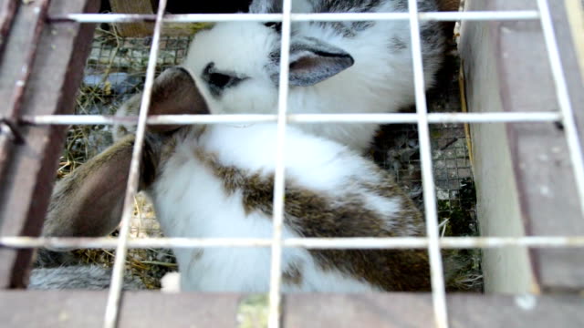 Jóvenes-conejos-mantenidos-en-una-jaula