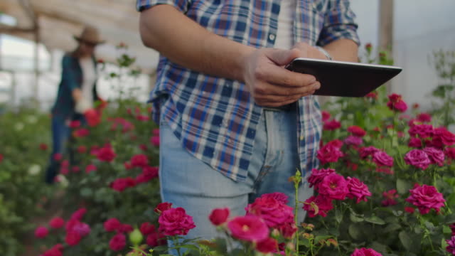 Manos-de-cerca-jardinero-florista.-modernos-granjeros-de-rosas-caminan-por-el-invernadero-con-una-plantación-de-flores,-tocan-los-cogollos-y-tocan-la-pantalla-de-la-tableta