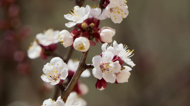 Frühlingsblumen.-Schöne-Frühlingskirsche-Baumblüte,-extrem-aus-nächster-Nähe.-Ostern-frisch-rosa-blühende-Kirsche-Nahaufnahme.