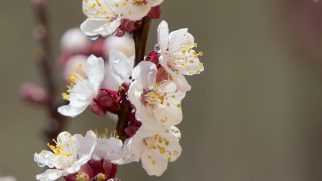Spring-flowers.-Beautiful-Spring-cherry-tree-blossom,-extreme-close-up.-Easter-fresh-pink-blossoming-cherry-closeup.