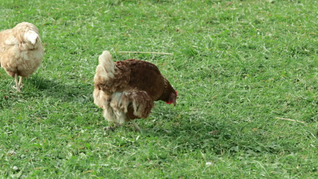 brown-red-chicken,-defecating-on-a-green-spring-meadow.-slight-slow-motion-
4K-UHD-Prores-HQ-29.97