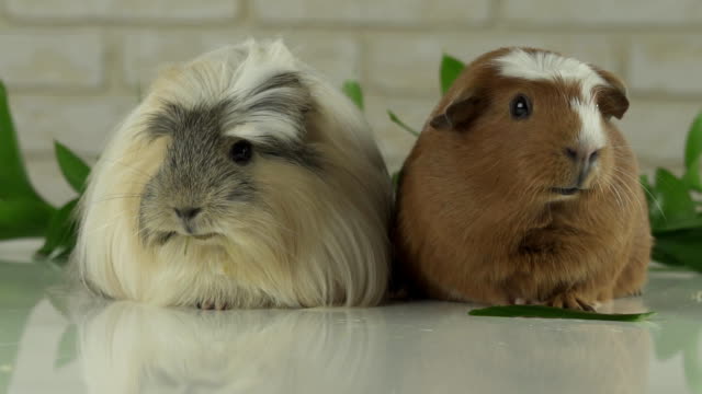 Dos-conejillos-de-Indias-hablar-como-anunciantes-en-televisión-humor-imágenes-de-archivo-videos