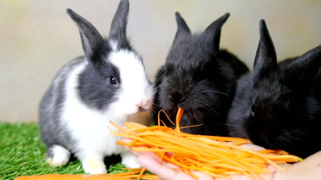 Lovely-young-1-month-rabbits-eating-carrot-from-lady-hand