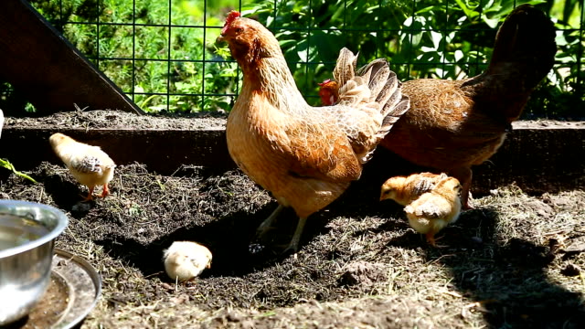 junges-Huhn-zu-Fuß-mit-ihrem-kleinen-Hühner