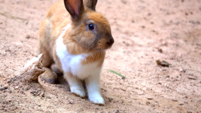 Kaninchen-Sie-auf-Boden,-Braue-Kaninchen-springen