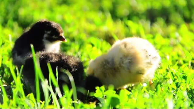 Little-chickens-in-grass