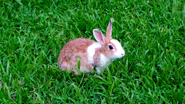 Niedliche-braune-Kaninchen-essen-Grass-im-Wald-Thailand,-UHD-4K-video