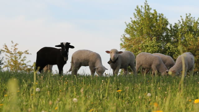 Splendid-spring-landscape,-black-sheep-near-white-sheep-on-green-hill