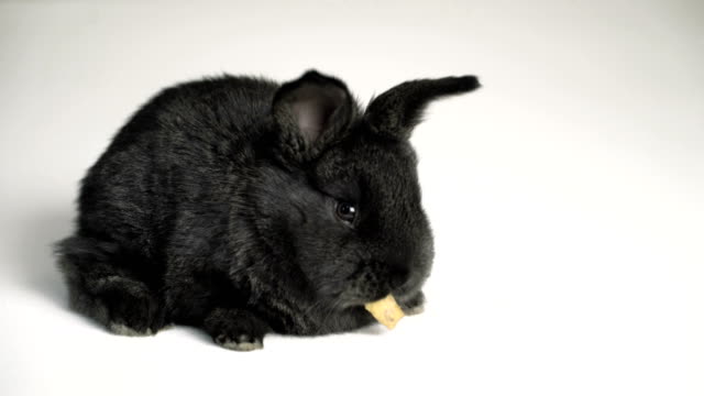rabbit-or-bunny-on-white-background