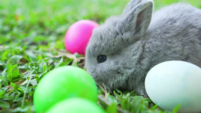 Poco-gris-conejito-de-Pascua-Holanda-Lop-comiendo-una-hierba,-en-los-huevos-de-Pascua-cerca.