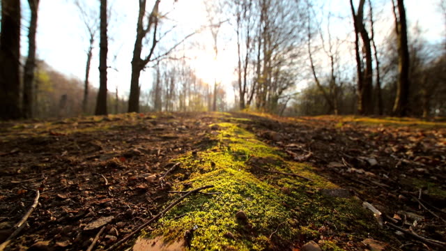 The-movement-of-the-camera-on-the-ash-with-green-moss.-The-sun-shines-into-the-camera-against-the-blue-sky-and-branches.-The-dark-countryside