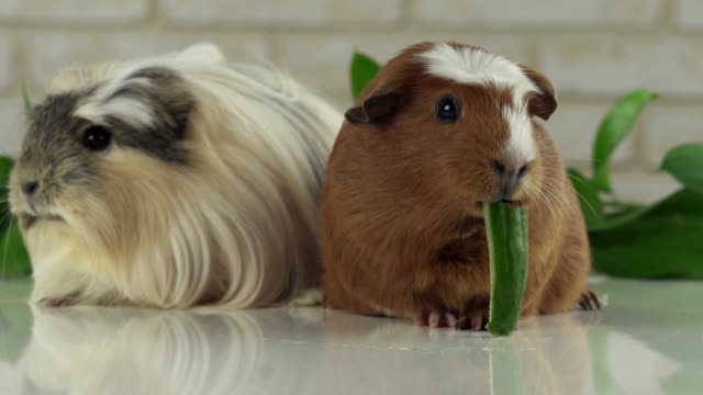 One-guinea-pig-eating-cucumber-and-second-thought-slow-motion-stock-footage-video