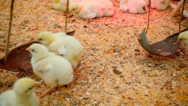 Small-chicks-play-and-relax-in-the-paddock-in-slow-motion