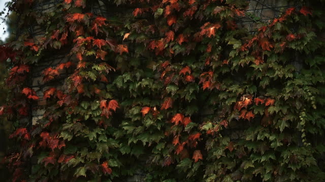 Efeu-Blätter-auf-Ziegelmauer,-Herbstsaison,-Trauer-und-Melancholie,-Einsamkeit