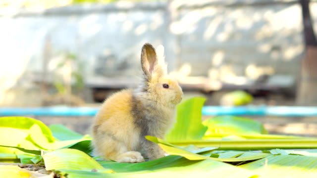 rabbit-eating-leaves-in-the-garden