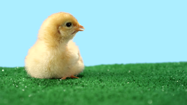 Cute-baby-chick-walks-around-on-green-turf