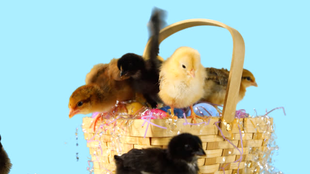 Pollitos-bebé-gateando-alrededor-y-en-una-canasta-de-Pascua-delante-de-un-fondo-azul