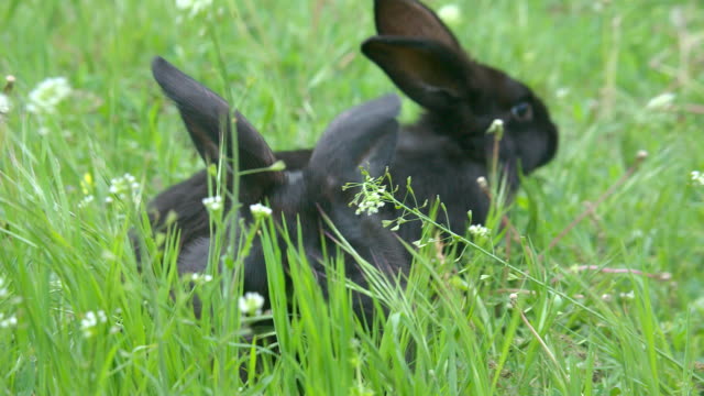 A-pair-of-black-rabbits-eating-grass-on-the-meadow-near-stump
