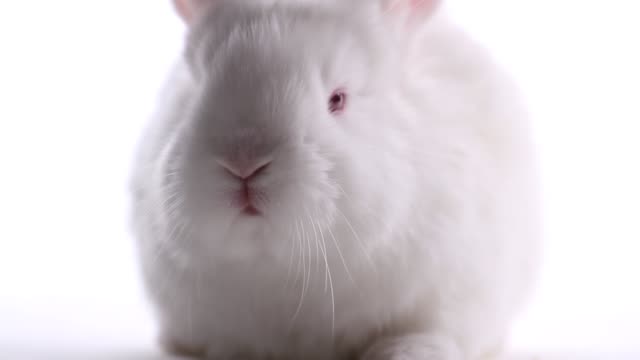 Weißes-Kaninchen-bewegt-seine-Nase-auf-weißem-Hintergrund