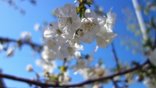 Beautiful-spring-cherry-tree-blossom.-Easter-fresh-blooming-cherry-closeup.